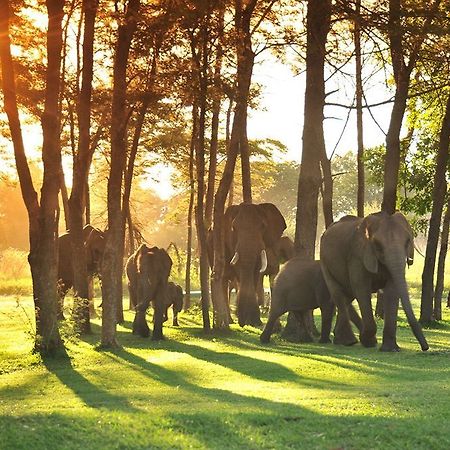 Three Cities Thorntree River Lodge Ливингстон Экстерьер фото