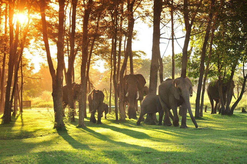 Three Cities Thorntree River Lodge Ливингстон Экстерьер фото